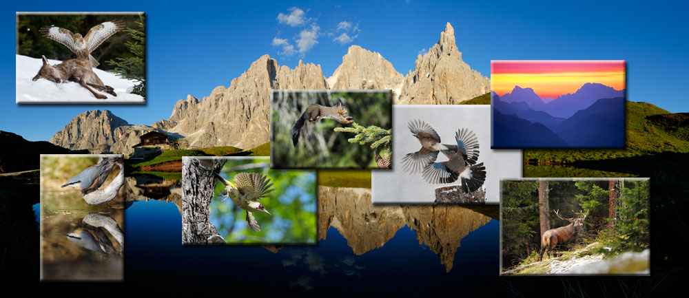 Immagini della mostra fotografica naturalistica in valle di fiemme