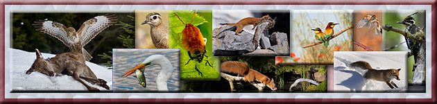 immagini di caccia fotografica segnalate dal forum nel 2009
