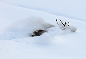 sequenza fotografica di Cervo elaphus in corsa nella neve - spettacolare caccia fotografica