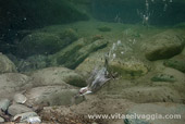 merlo acquaiolo fotografato sotto l'acqua mentre nuota e cattura insetti
