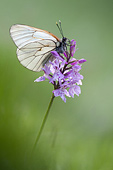 Aporia crataegi macrofotografia di farfalle