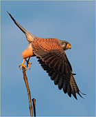 Ghepio al decollo (Falco tinnunculus) in partenza dal suo abituale posatoio
