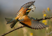 (Merops apiaster) gruccione caon farfalla porta la preda ai piccoli nel nido