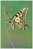 (Papilio machaon) macaone foto macro farfalle