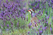 (Alectoris rufa) pernice rossa in campo fiorito - caccia fotografica della settimana