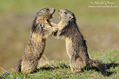liti tra marmotte nelle praterie alpine (Marmota marmota)