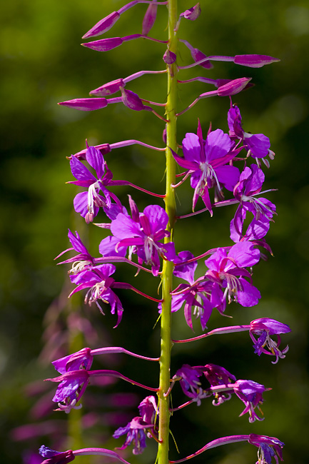 FIORI_2609.jpg