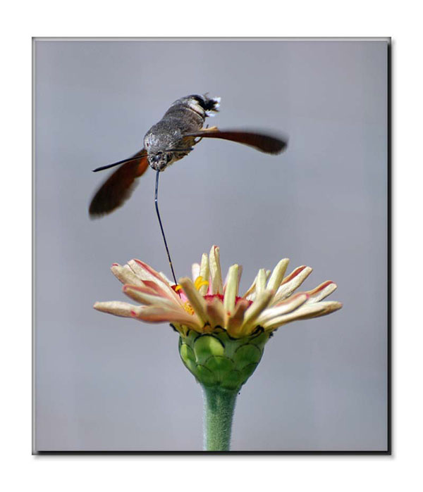 metà insetto metà colibri'.jpg