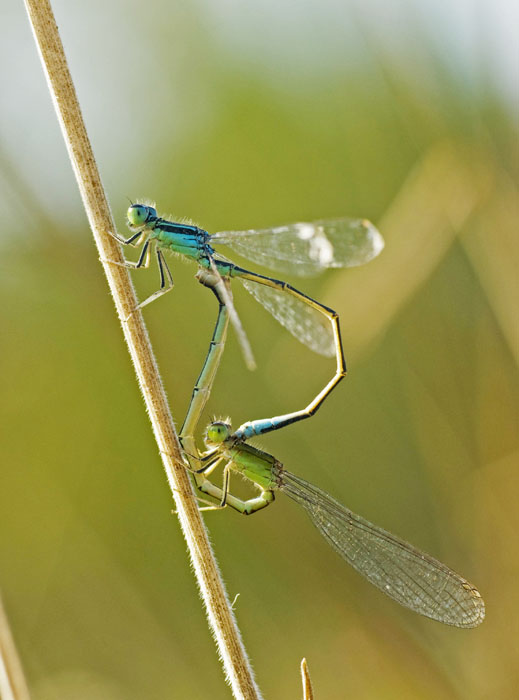 accoppiamento damigelle 6.jpg