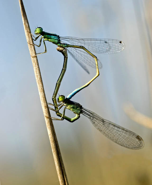 accoppiamento damigelle 4.jpg