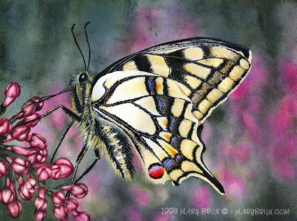 Papilio machaon.jpg