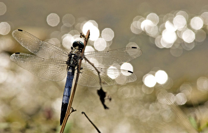 libellula controluce 2.jpg