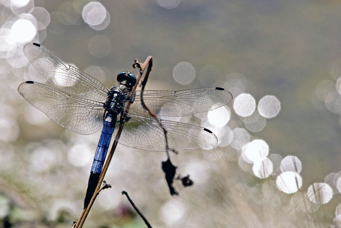 libellula controluce 1.jpg