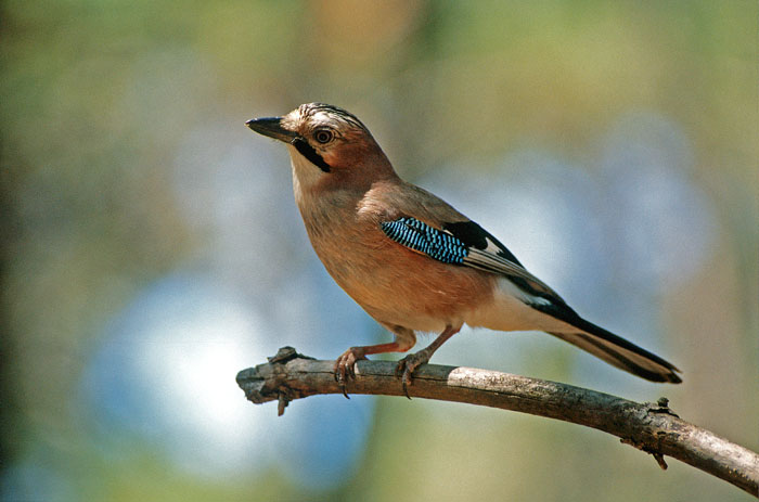 GHIANDAIA 1 corretta.jpg