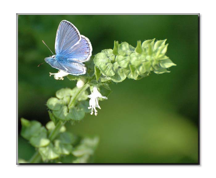 Celastrina argiolus.jpg