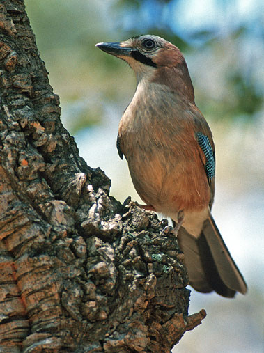GHIANDAIA  2 corretta.jpg