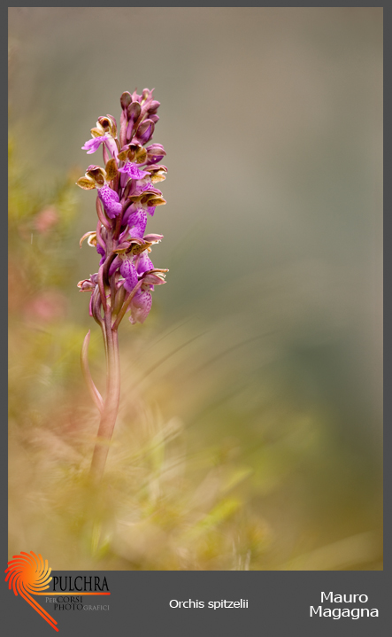 orchis_spitzelii3.jpg