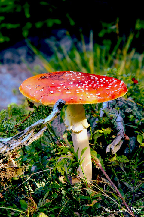 AMMANITA MUSCARIA.jpg