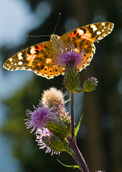 Cynthia cartui_ 2.jpg