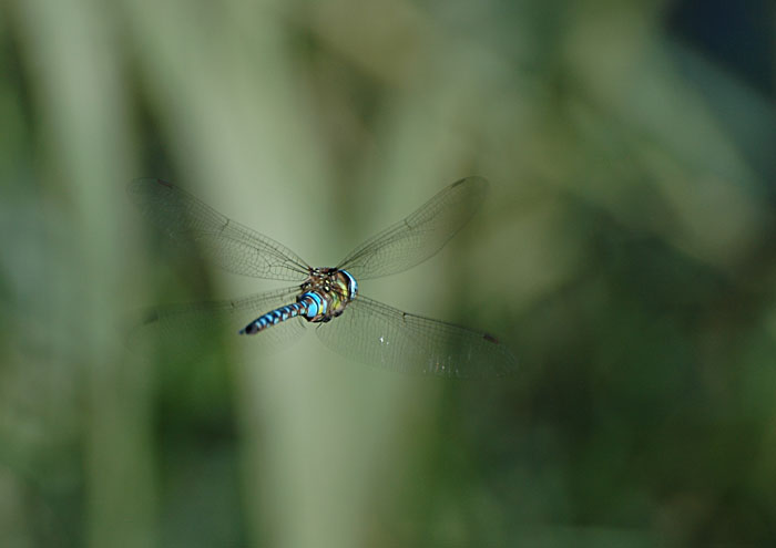 Libellula.jpg