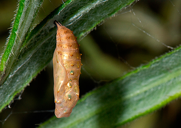 Aglais urticae_pupa .jpg