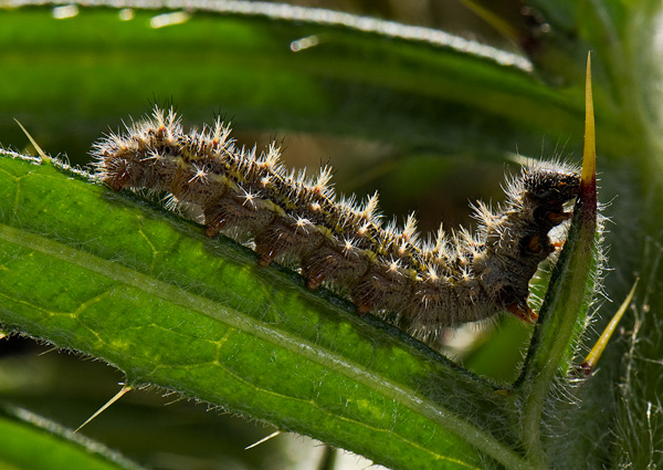 Aglais urticae_larva.jpg