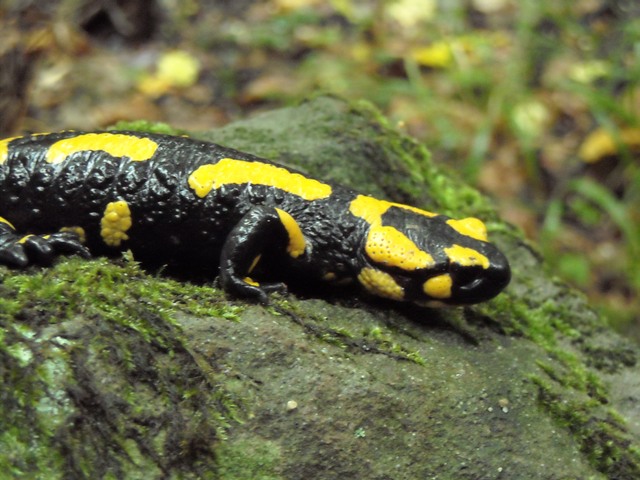 salamndra9.jpg