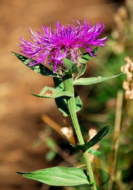 DSC_0258.JPG