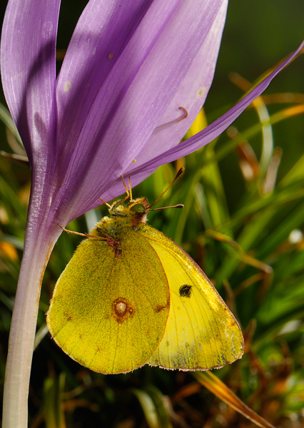 Colias australis 1.jpg