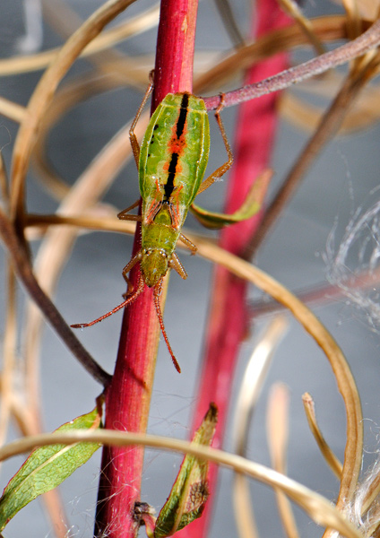 _Myrmus miriformis 2.jpg