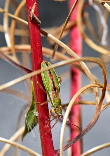 _Myrmus miriformis 1.jpg