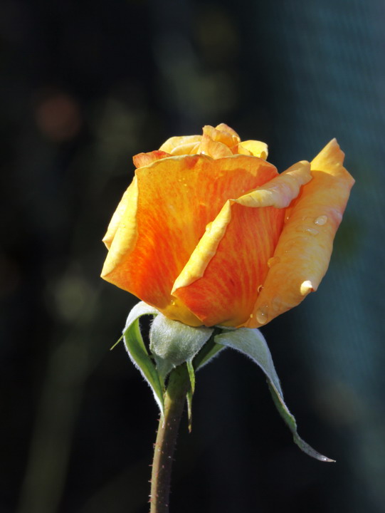 rosa 11.jpg