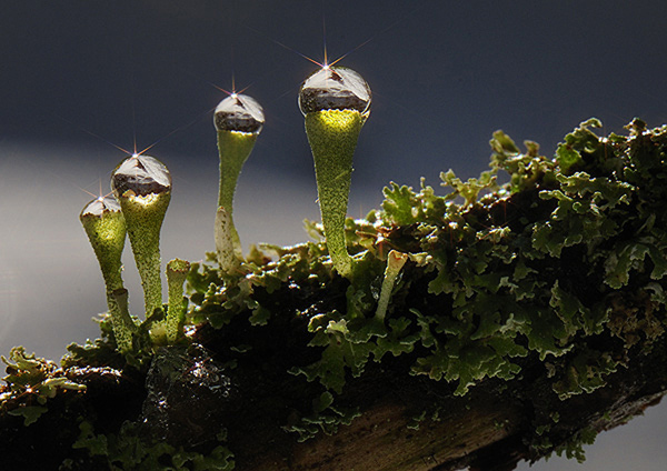 Cladonia-pyxidata_felce.jpg