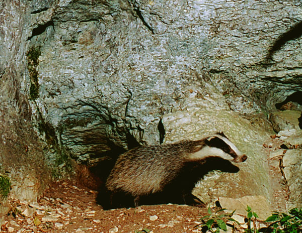 tasso22.jpg