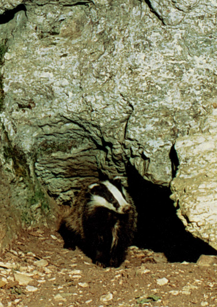 tasso 11.jpg