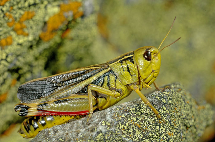 cavalletta 2.jpg