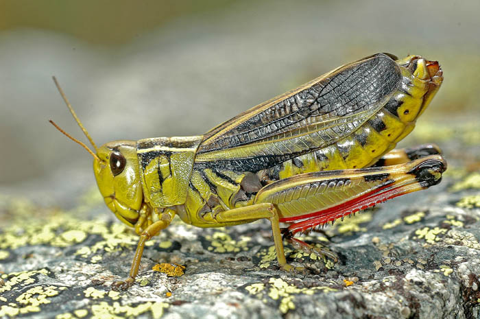 cavalletta 1.jpg