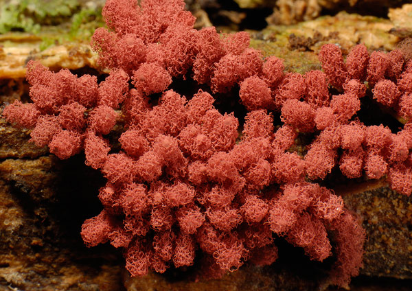 Arcyria carnea 2.jpg