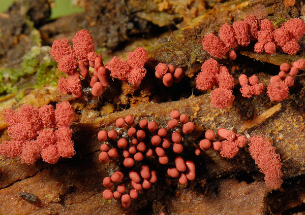 Arcyria carnea 1.jpg