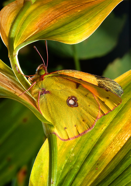 Colias australis.jpg