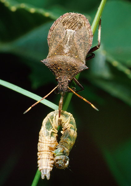 Picromerus bidens.jpg