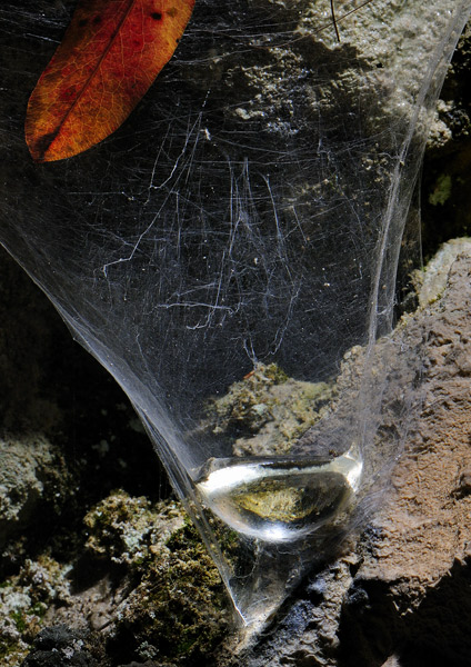 Ragnatela con piscina.jpg