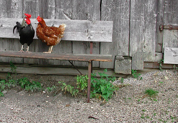panchina con gallo.jpg