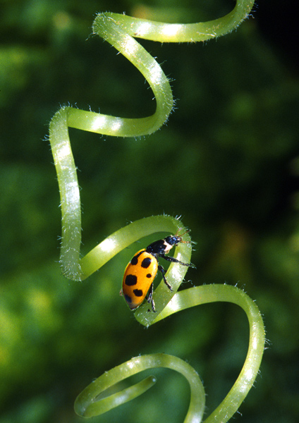 Coccinella septempunctata .jpg