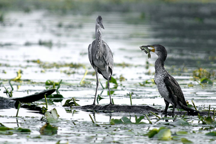 Airone-cenerino-Cormorano.jpg