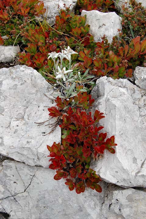 Mettete dei fiori nei vostri cannoni.jpg