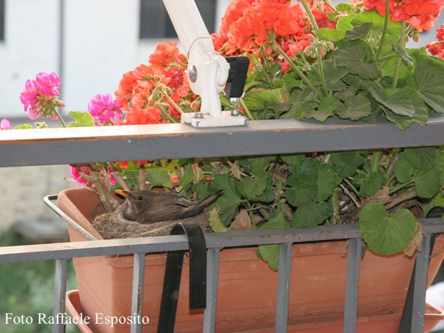 merlo balcone 1.JPG