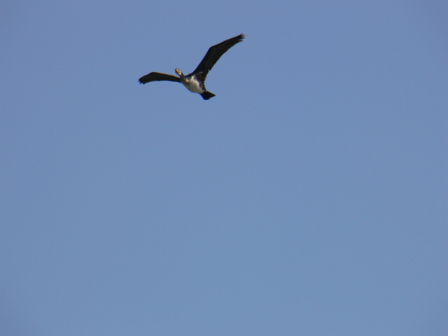 P1010895b.jpg