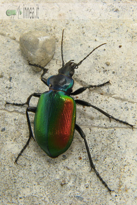 calosoma-sycophanta-IMG_9811_09.jpg