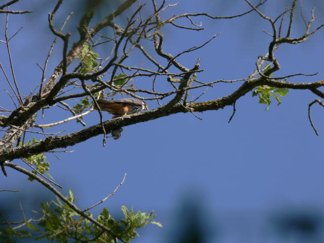 P1020393a.jpg